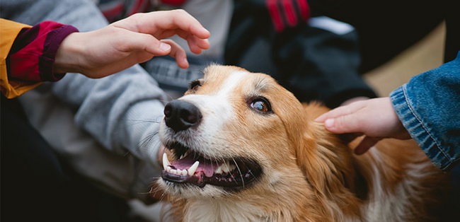 bfh-zu-aufwendungen-fuer-einen-sog-schulhund-als-werbungskosten