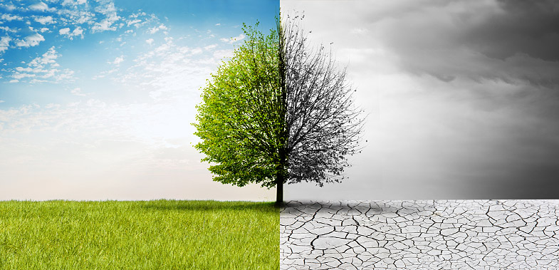 EU-Entwaldungsverordnung verschoben und abgeschwächt